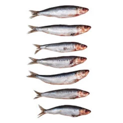 Pre Baits Sardines Klein