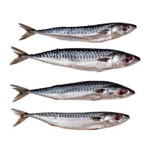 Pre Baits Makreel Klein 3 Pre Baits Makreel Klein